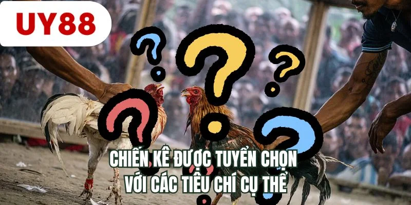 Chiến kê được tuyển chọn với các tiêu chí cụ thể