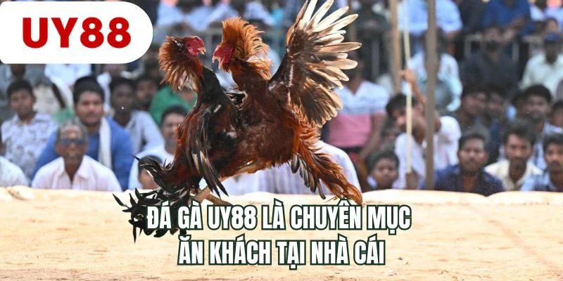 Đá gà UY88 là chuyên mục ăn khách tại nhà cái