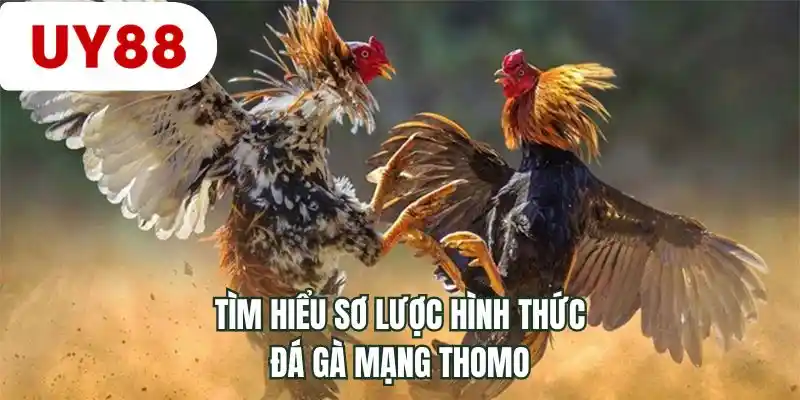 Tìm hiểu sơ lược hình thức đá gà mạng Thomo